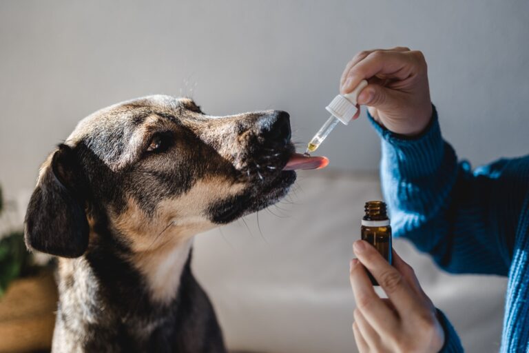 Best CBD in Canada For Dogs